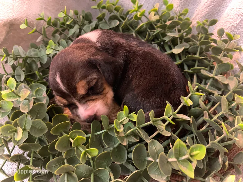 Sheena – Beagle puppy for sale in Lovington, IL