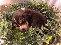 Sheena, a female Beagle for sale in Lovington, IL – 1 of 1