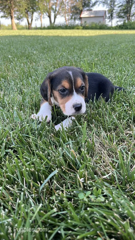 Kilmer – Beagle puppy for sale in Lovington, IL