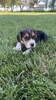 Kilmer, a male Beagle for sale in Lovington, IL – 1 of 4