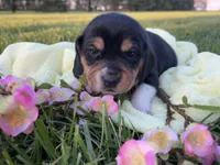 Francis, a female Beagle for sale in Lovington, IL – Photo 1 of 3