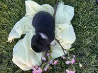 Francis, a female Beagle for sale in Lovington, IL – Photo 3 of 3