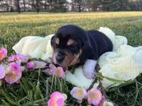 Francis, a female Beagle for sale in Lovington, IL – Photo 2 of 3