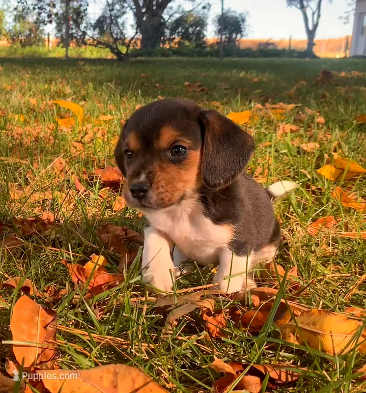 Persis – Beagle puppy for sale in Lovington, IL
