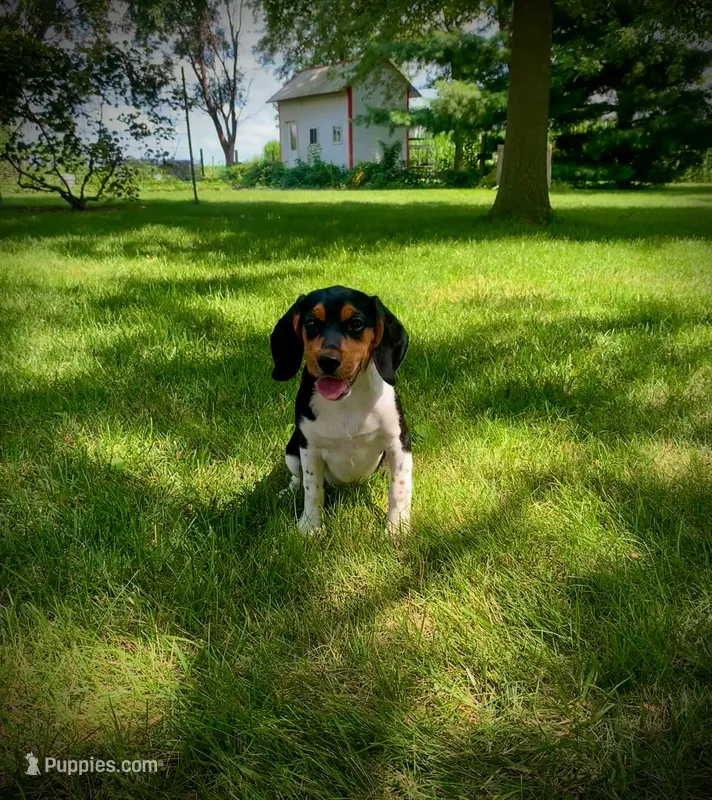 Fiona- Pocket Beagle