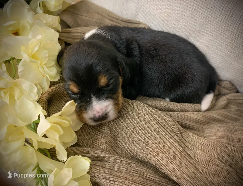 Werner – Beagle puppy for sale in Lovington, IL