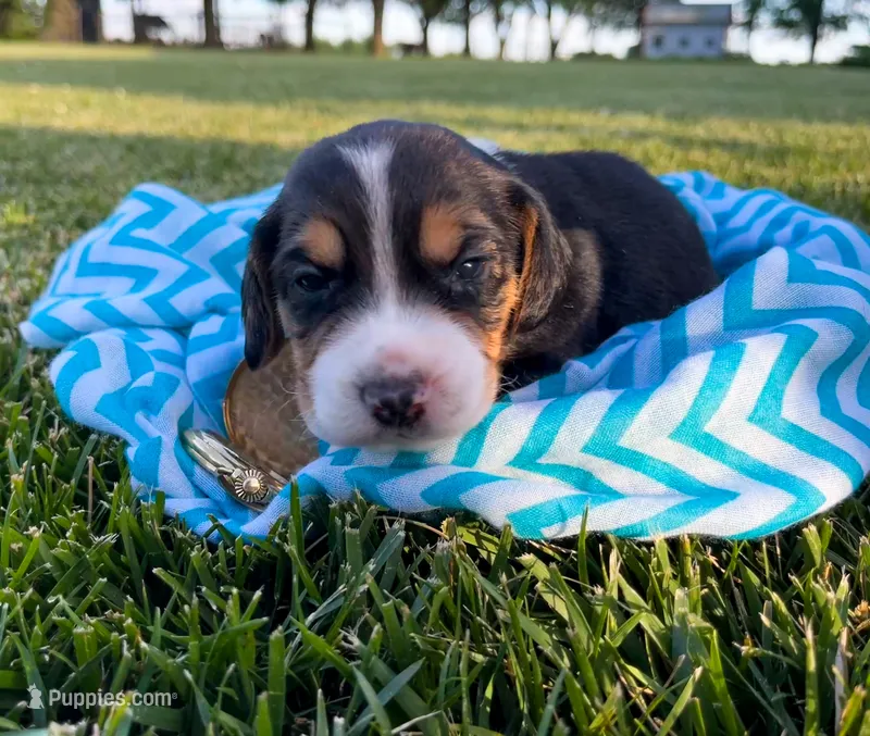 Kilmer – Beagle puppy for sale in Lovington, IL