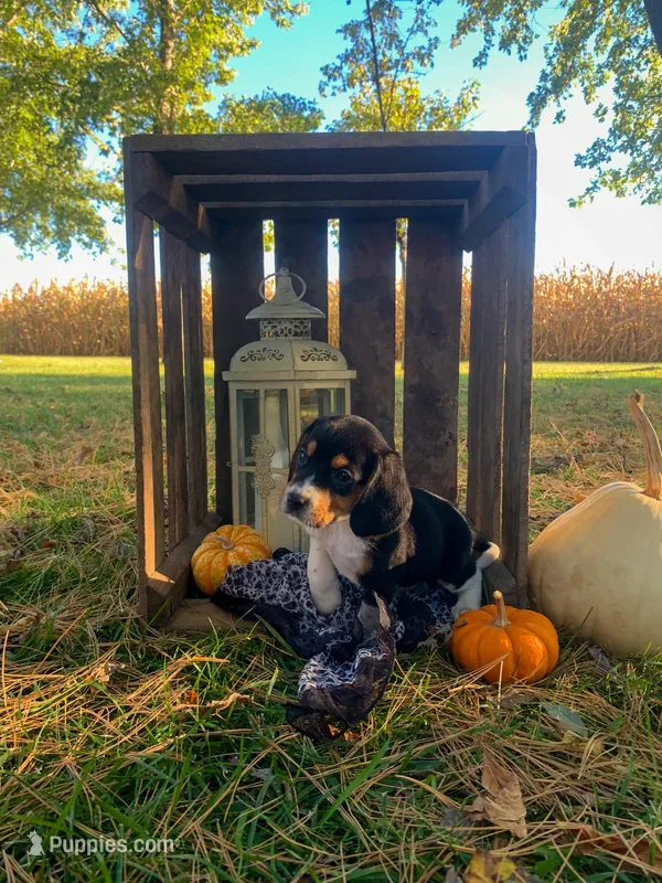 Werner – Beagle puppy for sale in Lovington, IL