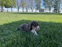 Fiera, a female Beagle for sale in Lovington, IL – 2 of 5