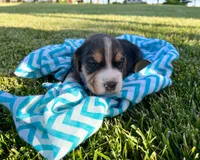 Kenyon, a male Beagle for sale in Lovington, IL – 2 of 3