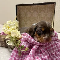 Bella- Pocket Beagle, a female Beagle for sale in Lovington, IL – Photo 3 of 5