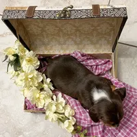 Bella- Pocket Beagle, a female Beagle for sale in Lovington, IL – Photo 4 of 5