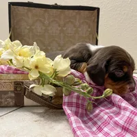 Bella- Pocket Beagle, a female Beagle for sale in Lovington, IL – Photo 5 of 5