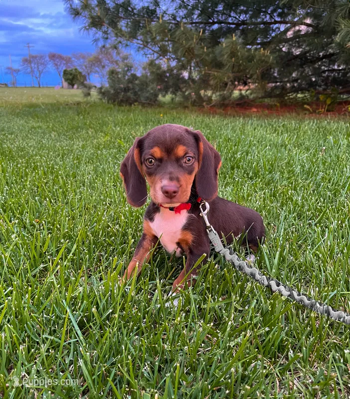 Bella- Pocket Beagle