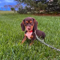 Bella- Pocket Beagle, a female Beagle for sale in Lovington, IL – Photo 1 of 5