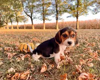 processed/bef4b054-c5c5-4301-a7b6-2a8ea61ef4f3/listing/92138866-37e6-4fee-b521-3dea00a64e89/9879bab2-7484-47ac-95bb-1b03c8de087d