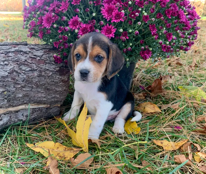 Kelly – Beagle puppy for sale in Lovington, IL