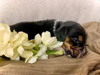Barren, a male Beagle for sale in Lovington, IL – 2 of 2