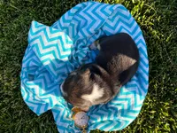 Kenyon, a male Beagle for sale in Lovington, IL – 3 of 3
