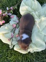 Fiera, a female Beagle for sale in Lovington, IL – Photo 3 of 3