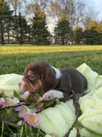 Fiera, a female Beagle for sale in Lovington, IL – Photo 2 of 3