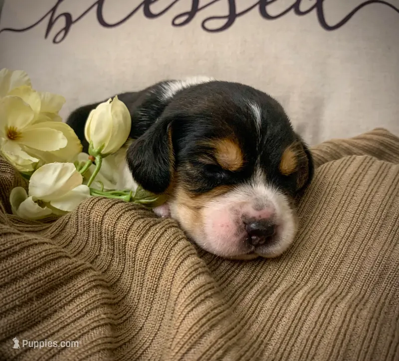 Paddy – Beagle puppy for sale in Lovington, IL