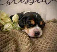 Paddy, a male Beagle for sale in Lovington, IL – 1 of 1