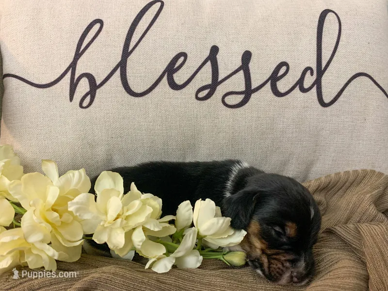 Barren – Beagle puppy for sale in Lovington, IL