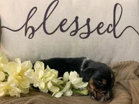 Barren, a male Beagle for sale in Lovington, IL – 1 of 2