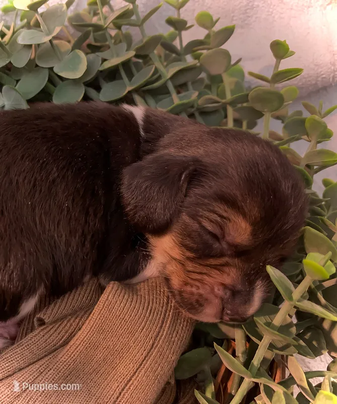 Persis – Beagle puppy for sale in Lovington, IL