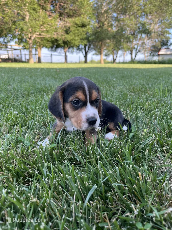 Kenyon – Beagle puppy for sale in Lovington, IL