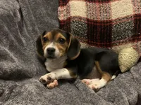 processed/bef4b054-c5c5-4301-a7b6-2a8ea61ef4f3/listing/eef0e33e-36dc-4abd-b1dd-a9f9d4198ee1/20785e36-0409-48ff-b2e4-e79f01e16956