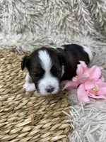 Luna, a female Havanese for sale in Miami, FL – Photo 1 of 2