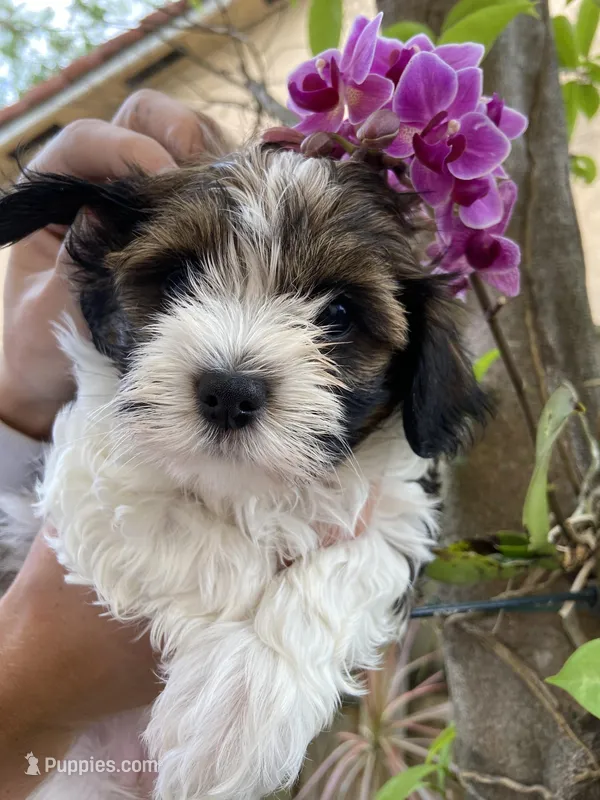 Luna – Havanese puppy for sale in Miami, FL