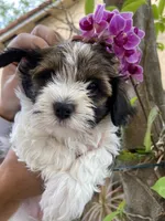 Luna, a female Havanese for sale in Miami, FL – Photo 1 of 4
