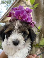 Luna, a female Havanese for sale in Miami, FL – Photo 2 of 4