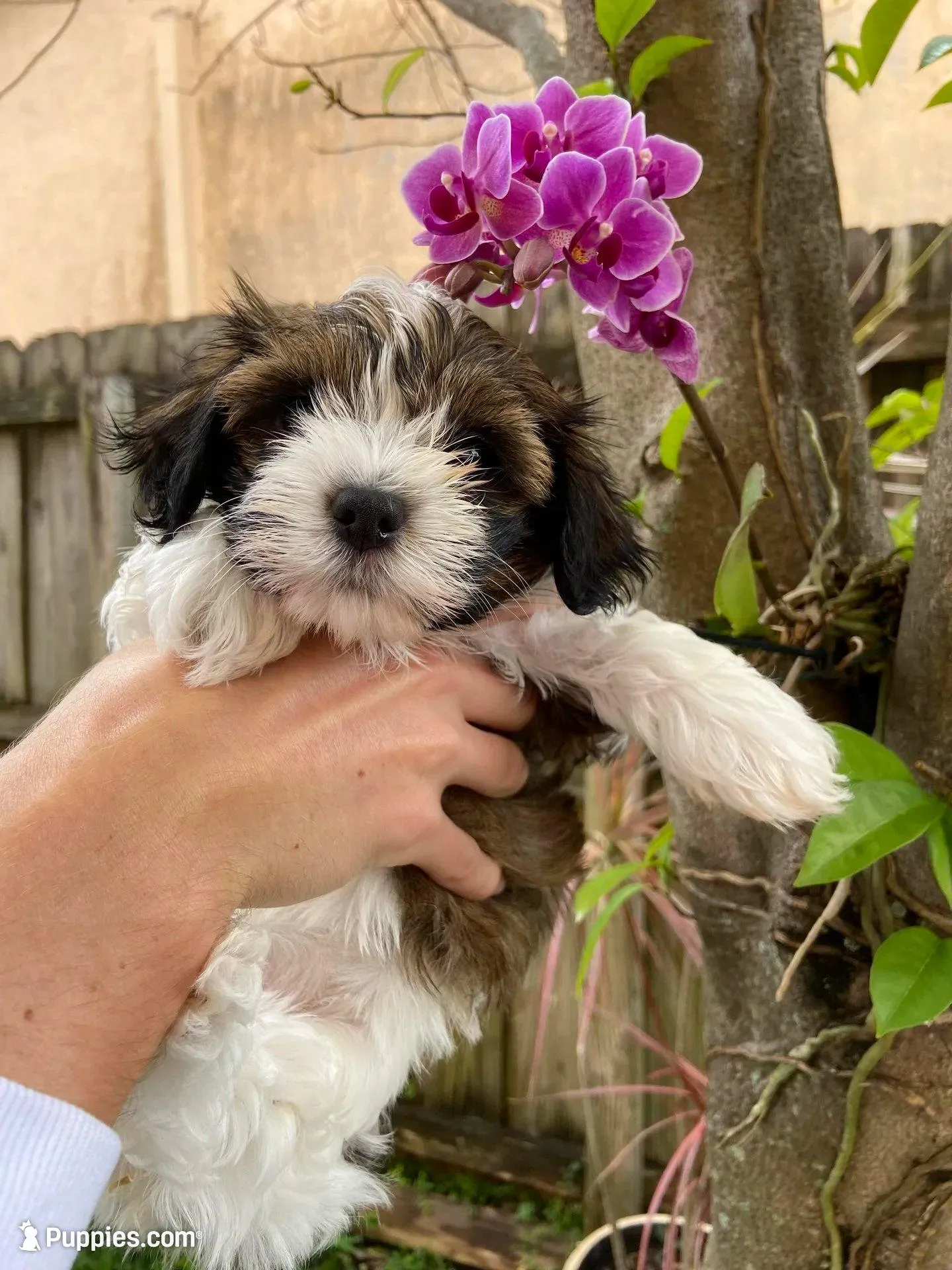 Luna, a female Havanese for sale in Miami, FL – Photo 3 of 4