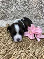 Luna, a female Havanese for sale in Miami, FL – Photo 2 of 2