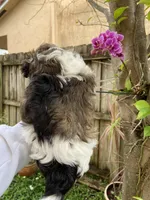 Luna, a female Havanese for sale in Miami, FL – Photo 4 of 4