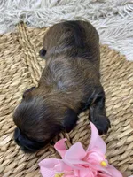 Mila, a female Havanese for sale in Miami, FL – Photo 3 of 3