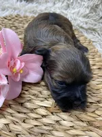 Mila, a female Havanese for sale in Miami, FL – Photo 2 of 3