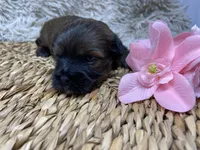 Mila, a female Havanese for sale in Miami, FL – Photo 1 of 3