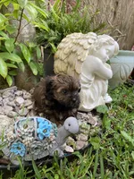 Mila, a female Havanese for sale in Miami, FL – Photo 4 of 4