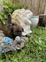Mila, a female Havanese for sale in Miami, FL – Photo 2 of 4
