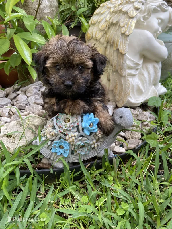 Mila – Havanese puppy for sale in Miami, FL