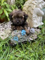 Mila, a female Havanese for sale in Miami, FL – Photo 1 of 4