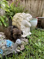 Mila, a female Havanese for sale in Miami, FL – Photo 3 of 4