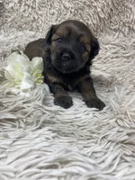 Kiki, a female Havanese for sale in Miami, FL – Photo 2 of 5