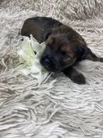 Kiki, a female Havanese for sale in Miami, FL – Photo 1 of 5