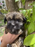 Kiki, a female Havanese for sale in Miami, FL – Photo 3 of 3